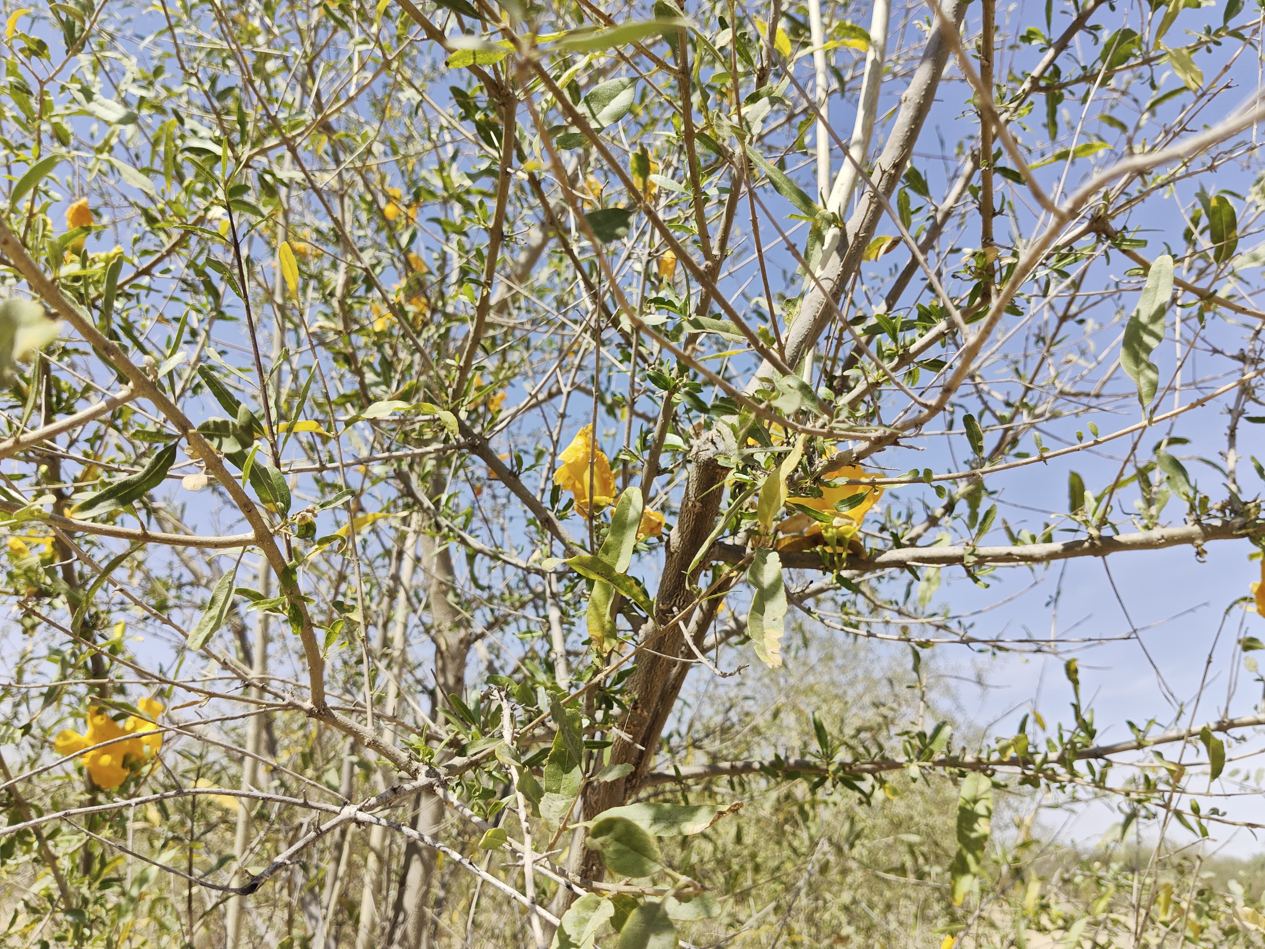 Compensatory Afforestation